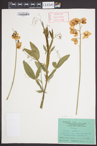 Lathyrus latifolius image