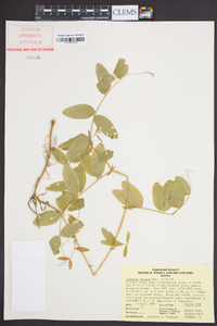 Lathyrus venosus image