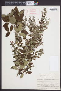 Lespedeza bicolor image