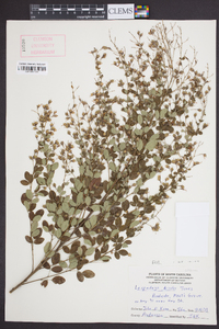 Lespedeza bicolor image