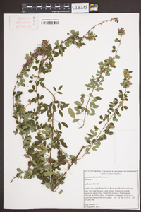 Lespedeza bicolor image