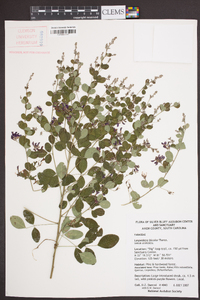 Lespedeza bicolor image