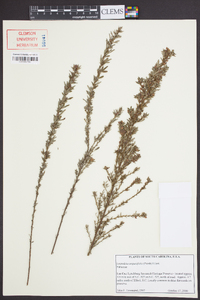 Lespedeza angustifolia image