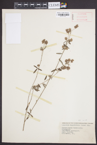 Lespedeza angustifolia image