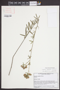 Lespedeza angustifolia image