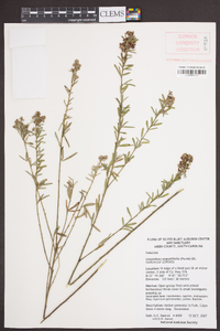 Lespedeza angustifolia image