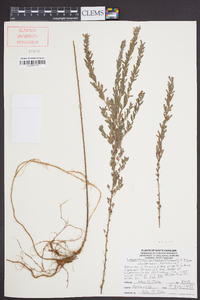 Lespedeza cuneata image