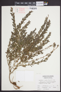 Lespedeza cuneata image