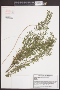 Lespedeza cuneata image