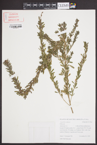 Lespedeza cuneata image