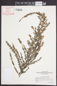 Lespedeza cuneata image