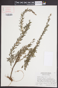 Lespedeza cuneata image