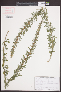 Lespedeza cuneata image