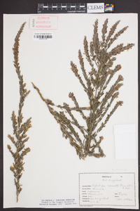 Lespedeza cuneata image