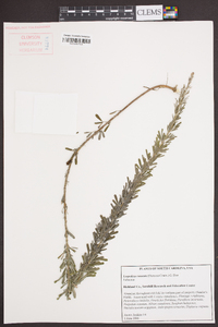 Lespedeza cuneata image