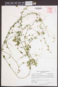 Lespedeza procumbens image