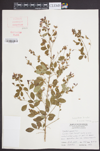 Lespedeza bicolor image