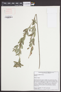 Lespedeza capitata image