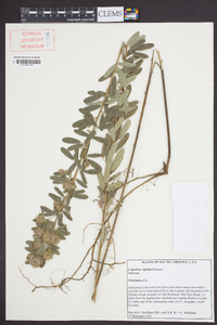 Lespedeza capitata image