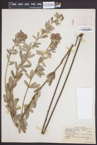 Lespedeza capitata image