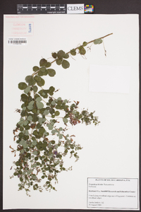 Lespedeza bicolor image