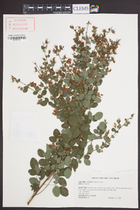 Lespedeza bicolor image