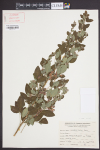 Lespedeza bicolor image