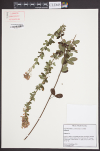 Lespedeza hirta image