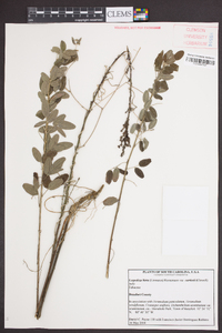 Lespedeza hirta var. curtissii image