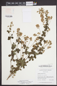 Lespedeza hirta image