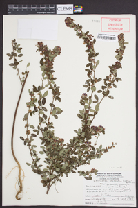 Lespedeza violacea image