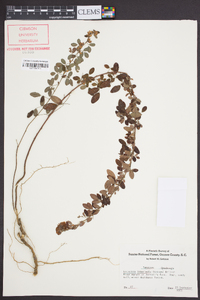 Lespedeza violacea image