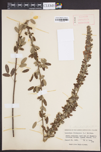 Lespedeza violacea image