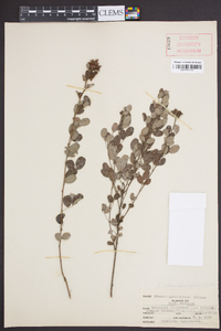 Lespedeza intermedia image