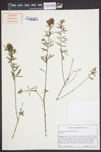 Lespedeza angustifolia image