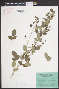 Lespedeza bicolor image