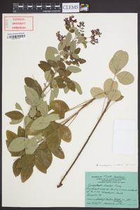 Lespedeza thunbergii image