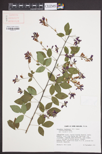 Lespedeza thunbergii image