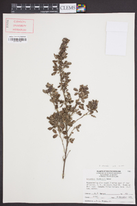 Lespedeza stuevei image