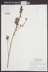 Lespedeza stuevei image