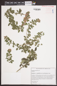 Lespedeza stuevei image