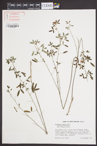 Lespedeza stuevei image