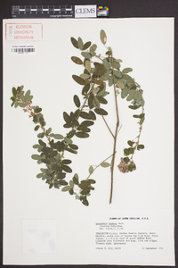 Lespedeza stuevei image