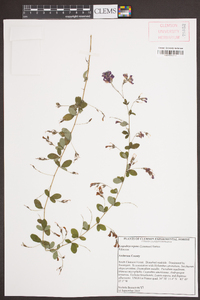 Lespedeza repens image