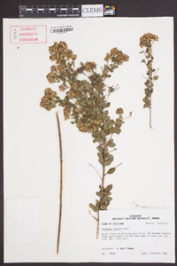 Lespedeza hirta image