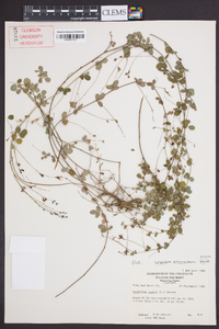 Lespedeza procumbens image