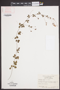 Lespedeza repens image