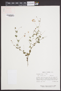 Lespedeza repens image