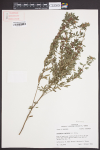 Lespedeza virginica image