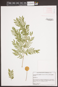 Leucaena leucocephala subsp. leucocephala image